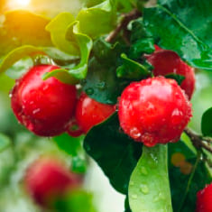 Nutrientes: Vitamina C