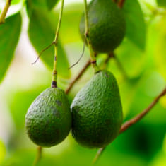 Nutrientes: Vitamina E