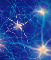 O cálcio auxilia no funcionamento muscular e neuromuscular